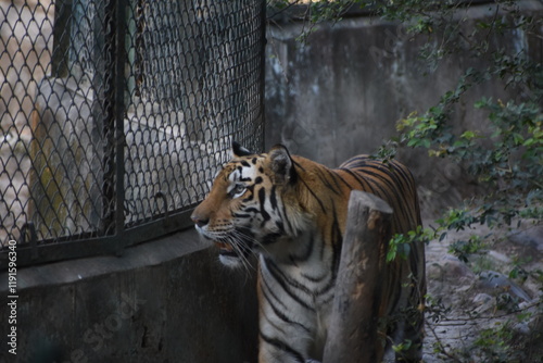 Canvas Print The Bengal tiger or Royal Bengal tiger is a population of the Panthera tigris tigris subspecies and the nominate tiger subspecies