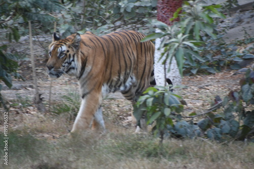 Photography The Bengal tiger or Royal Bengal tiger is a population of the Panthera tigris tigris subspecies and the nominate tiger subspecies