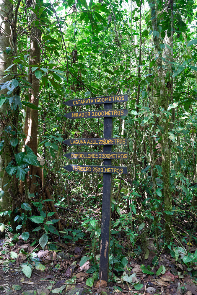 Alajuela Province, Costa Rica - November 19, 2024 - path through rainforest in the Tenorio Volcano National Park Alajuela Province, Costa Rica - November 19, 2024 - path through rainforest in the Tenorio Volcano National Park