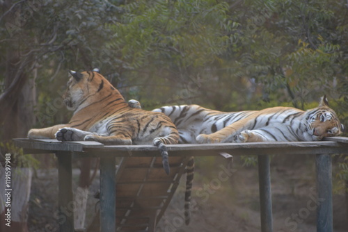 Photography The Bengal tiger or Royal Bengal tiger is a population of the Panthera tigris tigris subspecies and the nominate tiger subspecies