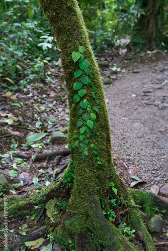 Alajuela Province, Costa Rica - November 19, 2024 - path through rainforest in the Tenorio Volcano National Park photo