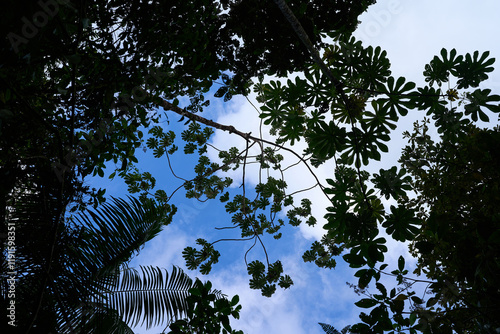 Alajuela Province, Costa Rica - November 19, 2024 - path through rainforest in the Tenorio Volcano National Park photo