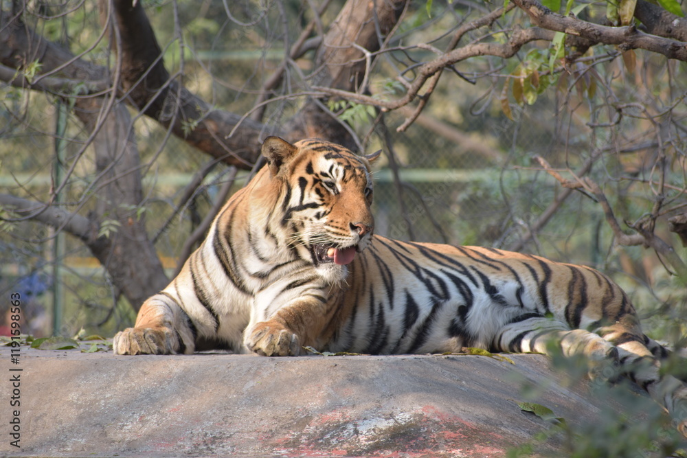 Obraz premium The Bengal tiger or Royal Bengal tiger is a population of the Panthera tigris tigris subspecies and the nominate tiger subspecies. It ranks among the biggest wild cats alive today. 