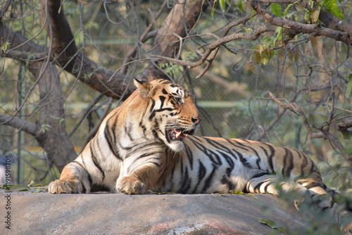 Canvas Print The Bengal tiger or Royal Bengal tiger is a population of the Panthera tigris tigris subspecies and the nominate tiger subspecies
