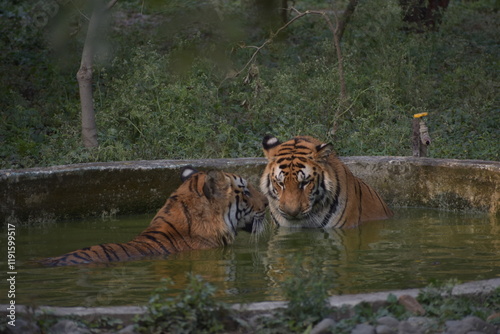 Photography The Bengal tiger or Royal Bengal tiger is a population of the Panthera tigris tigris subspecies and the nominate tiger subspecies