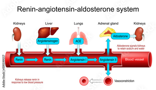 Renin Angiotensin Aldosterone System