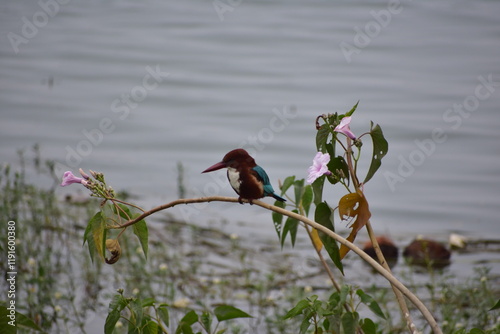 The white-throated kingfisher also known as the white-breasted kingfisher is a tree kingfisher, widely distributed in Asia from the Sinai east through the Indian subcontinent to China and Indonesia.  photo