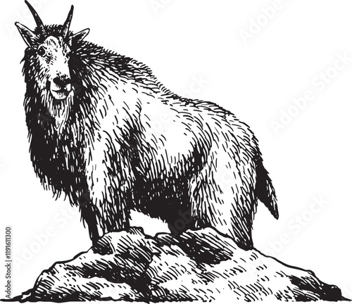 wild boar vector illustration