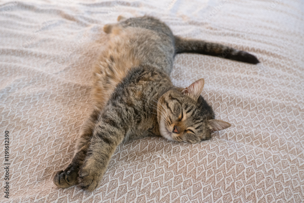 A young gray cat sleeps relaxed on the bed at home.
