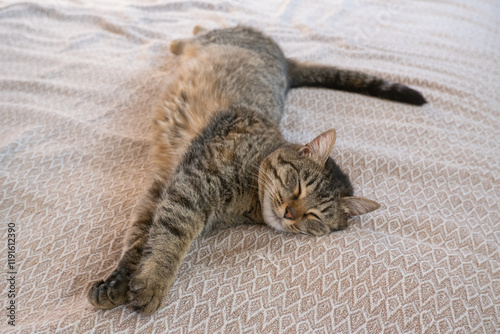 Obraz na płótnie A young gray cat sleeps relaxed on the bed at home. w salonie