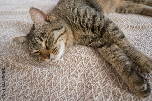 Sleeping gray cat on the sofa