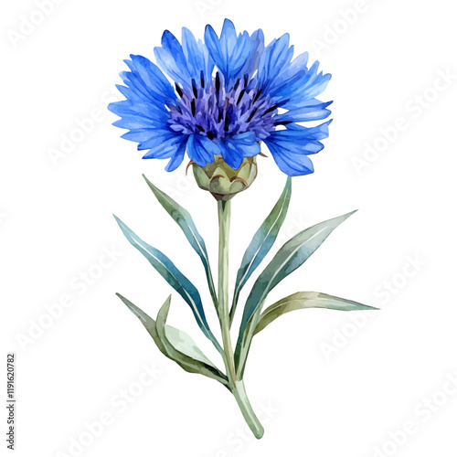 A watercolor drawing of a cornflower, isolated on a white background. Cornflower vector.
