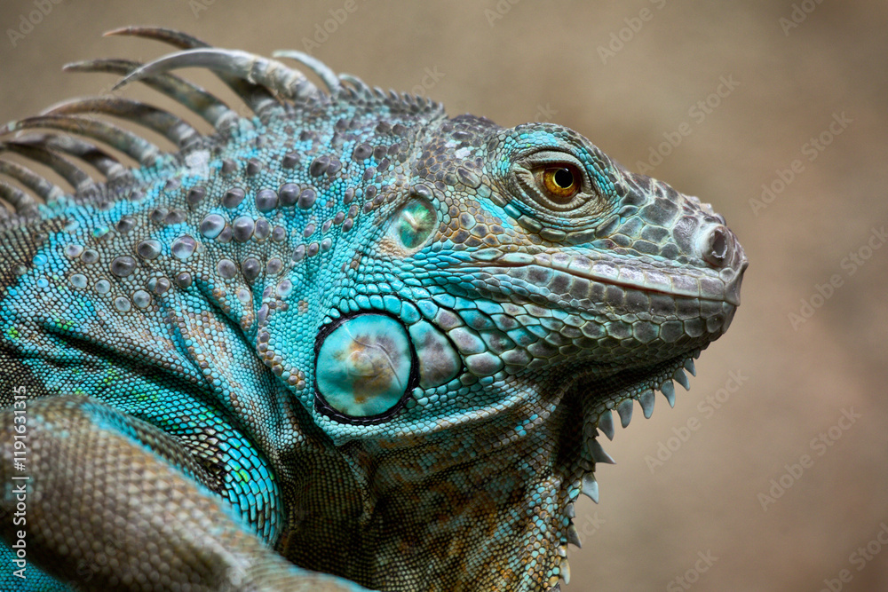 Fototapeta premium Gros plan sur un iguane vert aux écailles détaillées