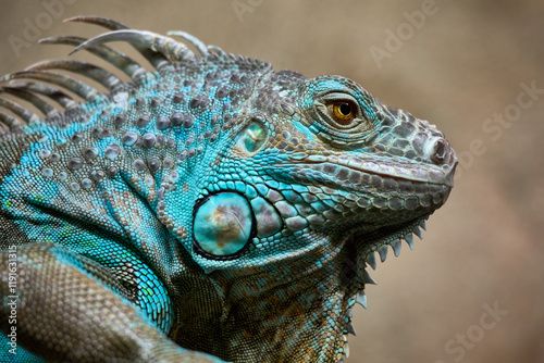 Tableau sur toile Gros plan sur un iguane vert aux écailles détaillées