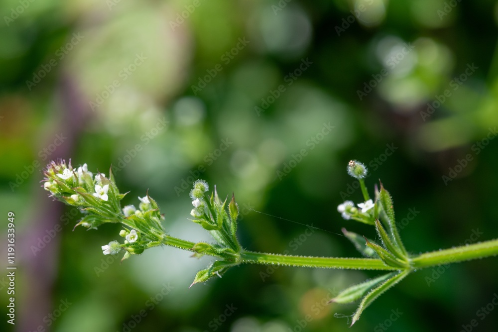 Macro shot of cleavers (galium aparine) flowers in bloom Macro shot of cleavers (galium aparine) flowers in bloom