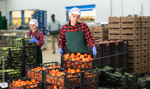 Hardworking young farmer woman puts crates of tomatoes on top of each other working at a vegetable depot photo