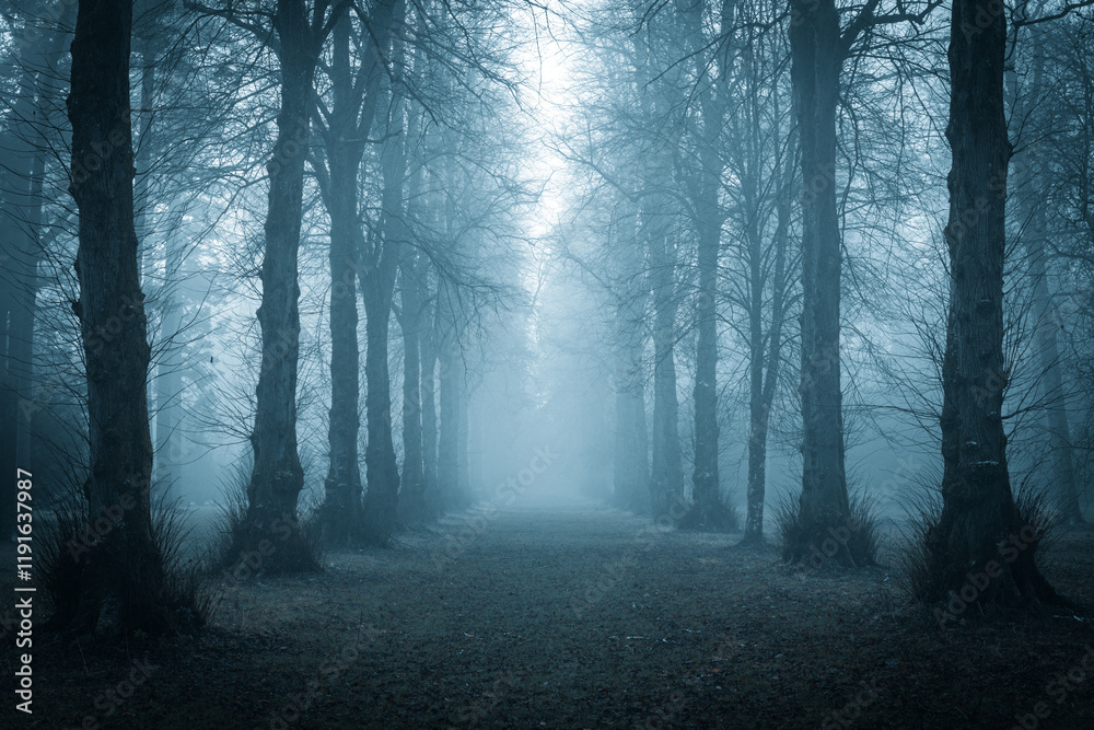 Fototapeta premium fog in the woods