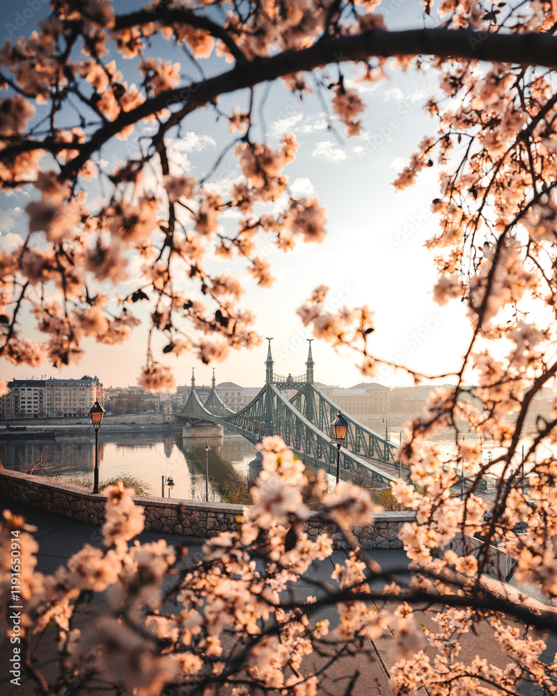 Beautiful Liberty Bridge with almond blossom in Budapest, Hungary
