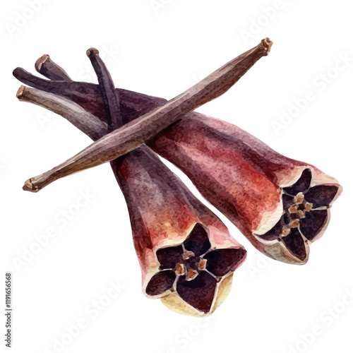 A watercolor painting of a clove, isolated on a white background. Clove vector.
