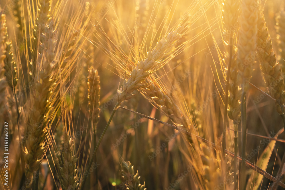 beautiful golden wheat ears at meadow at sunny evening, at sunset bathing in sun light. macro