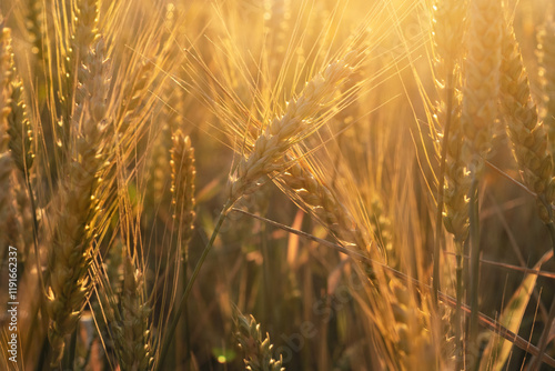 Obraz na płótnie beautiful golden wheat ears at meadow at sunny evening, at sunset bathing in sun light. macro w salonie