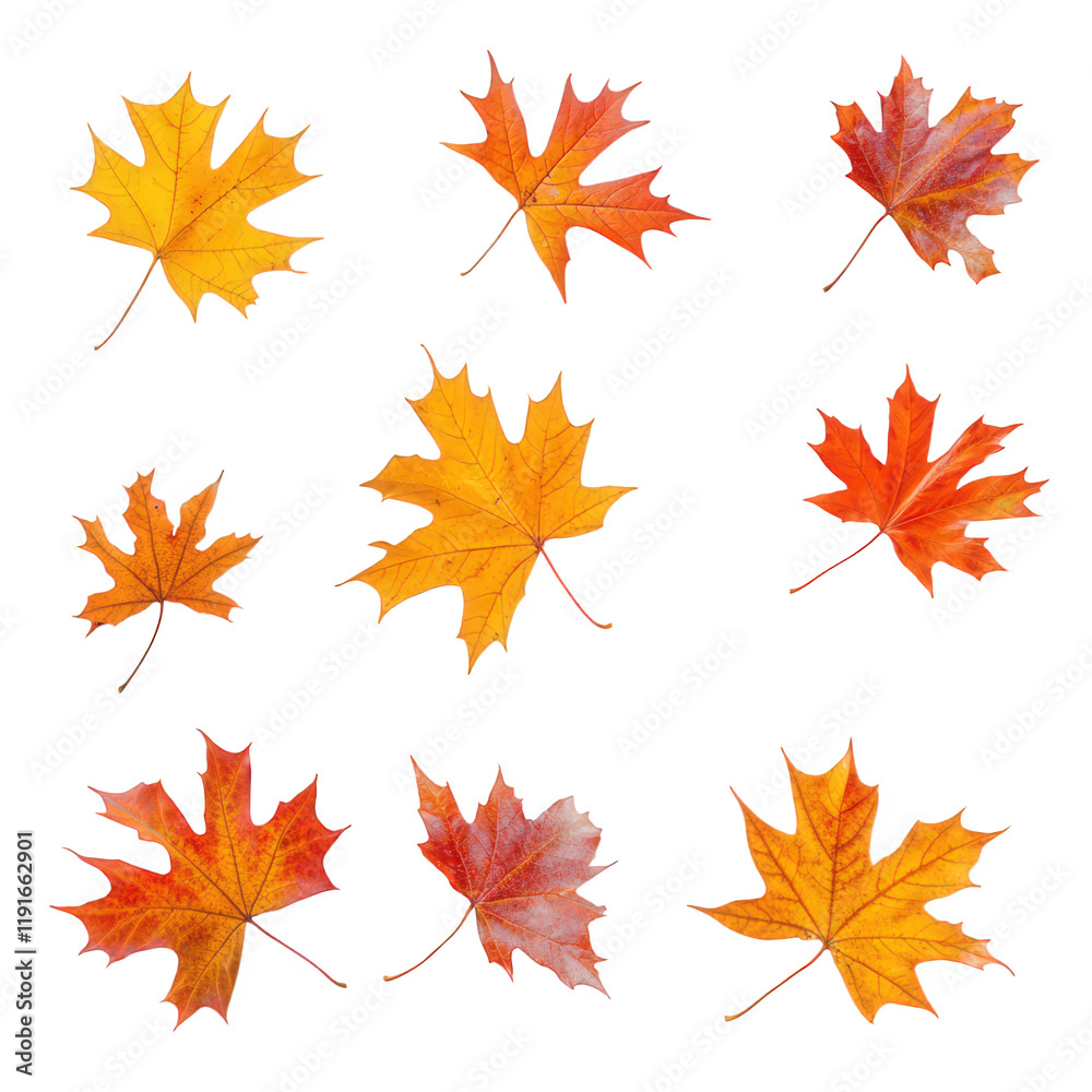 a collection of nine autumn leaves in various shades of yellow. orange. and red. arranged aesthetically against a white background this visually appealing display emphasizes the beauty of fall foliage a collection of nine autumn leaves in various shades of yellow. orange. and red. arranged aesthetically against a white background this visually appealing display emphasizes the beauty of fall foliage