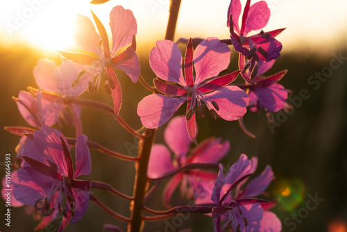 medicinal and edible herb, blooming Sally herb blossoming on field at sunny day. macro photo