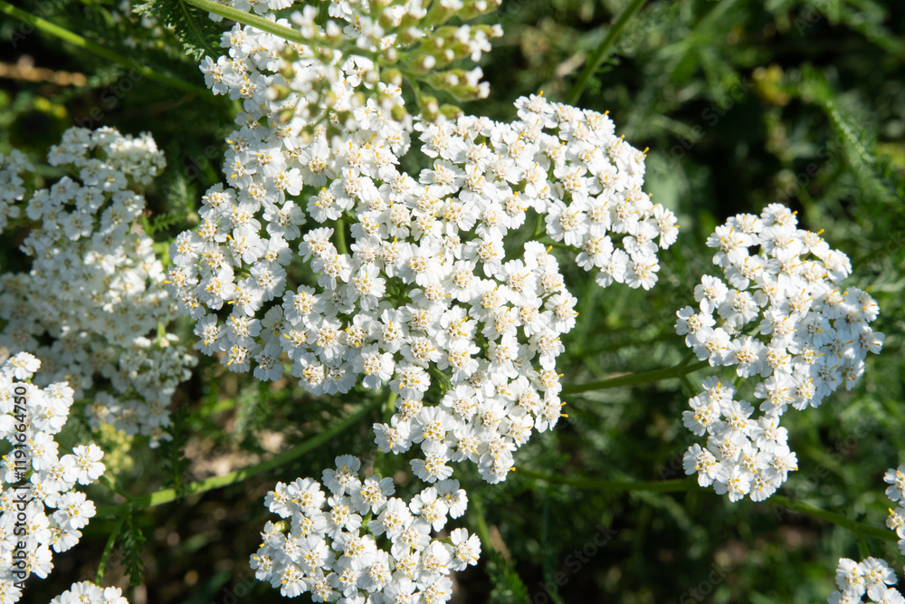 medicinal yarrow herb blossoming on field at sunny day. close up