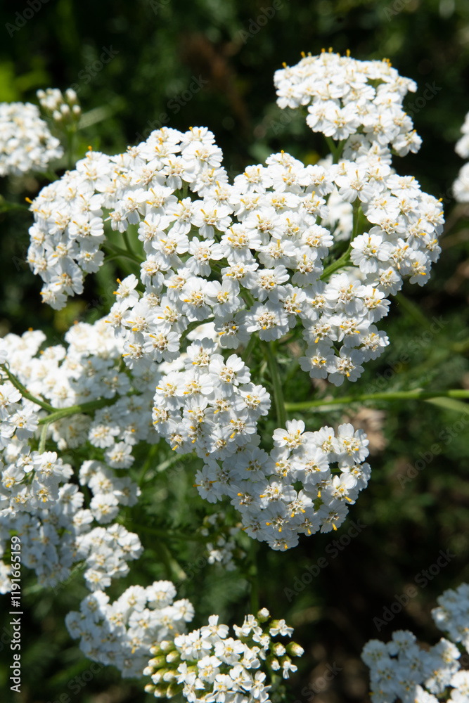 medicinal yarrow herb blossoming on field at sunny day. close up