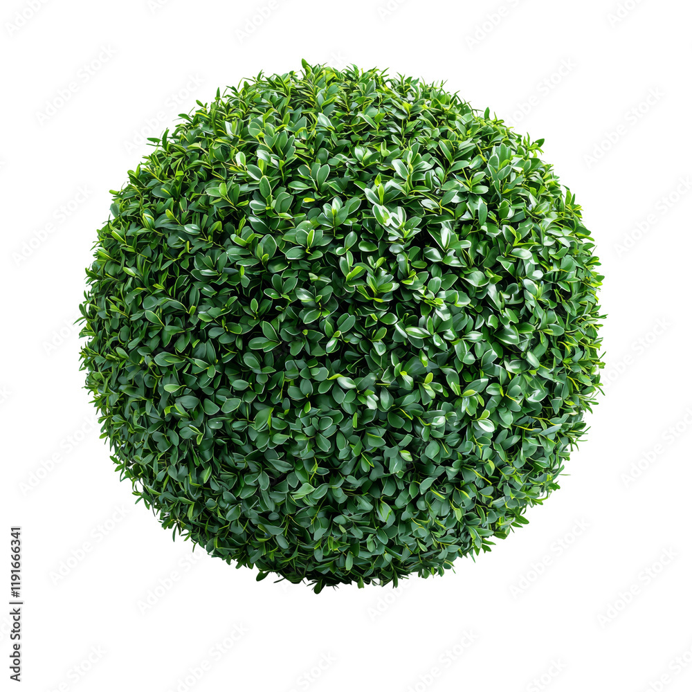 Lush Green Sphere of Boxwood Foliage Isolated on transparent background Lush Green Sphere of Boxwood Foliage Isolated on transparent background