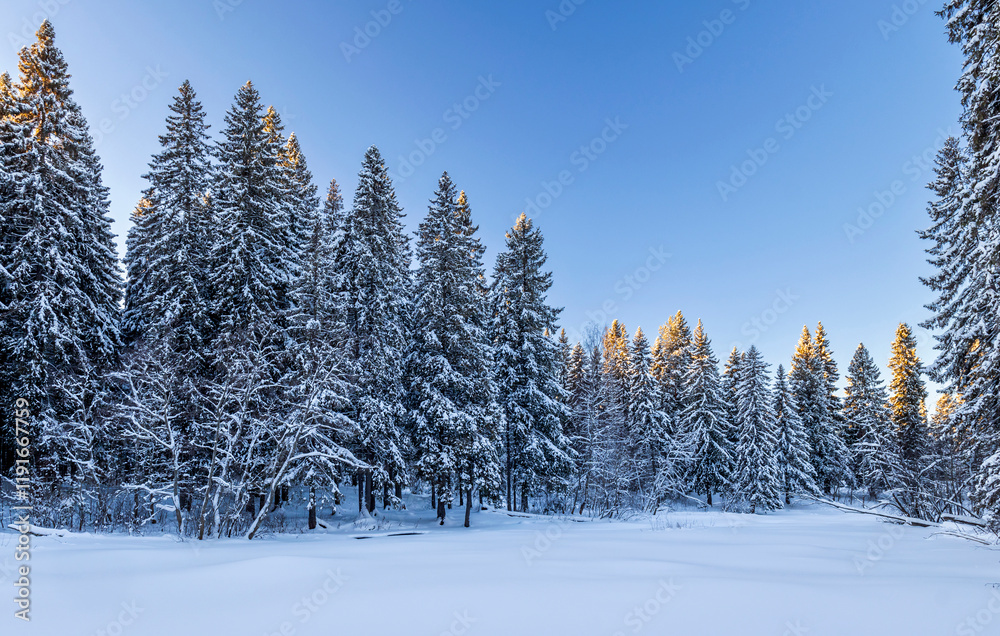 Snowy fir-trees in forest in winter. Beautiful landscape. Composition of nature. Karelia, Russia. Snowy fir-trees in forest in winter. Beautiful landscape. Composition of nature. Karelia, Russia.