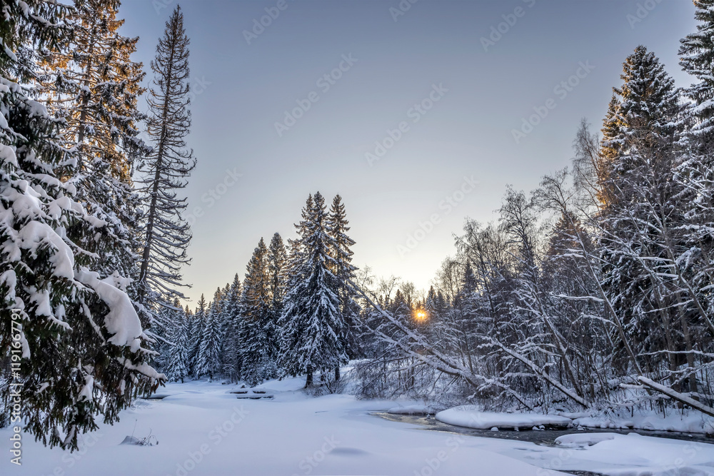 Snowy fir-trees in forest and river in winter. Beautiful landscape. Composition of nature. Karelia, Russia.