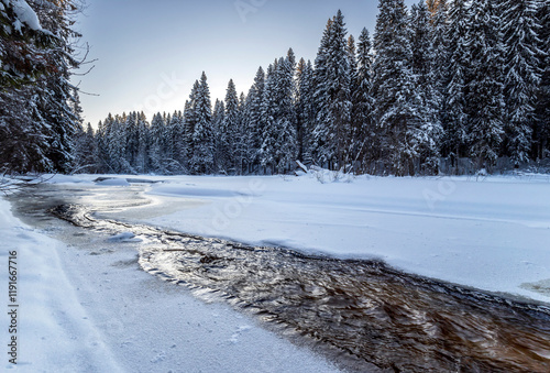 Obraz na płótnie Snowy fir-trees in forest and river in winter. Beautiful landscape. Composition of nature. Karelia, Russia. w salonie