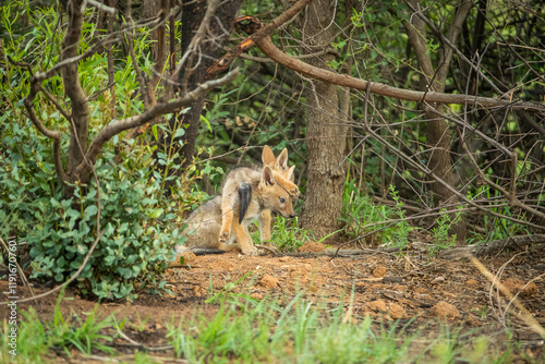 Two black backed jackal cubs playing