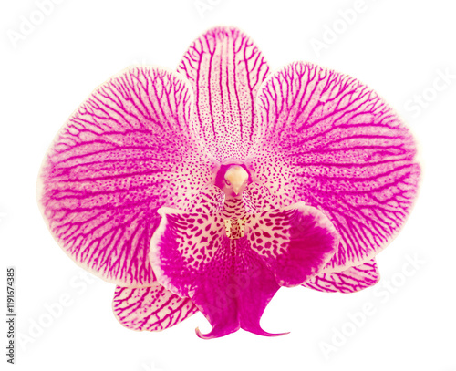 Pink Stripe Orchid isolated on white background. Flower with white, lilac magenta petals and purple yellow lips. Phalaenopsis or Moth kind. Floral design.