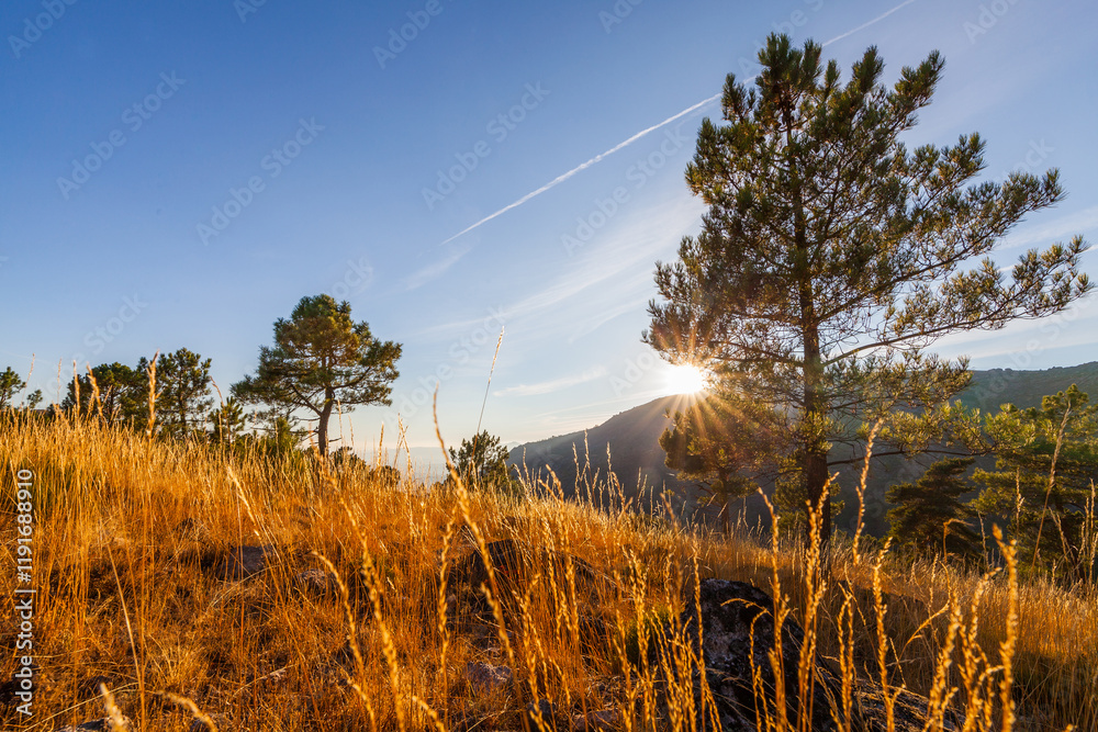 Obraz premium Sunlight streams through trees and golden grass on a hillside, creating a warm, scenic landscape