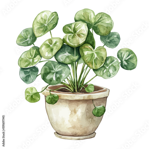 A watercolor painting of a Chinese money plant, isolated on a white background. Chinese Money Plant vector.
