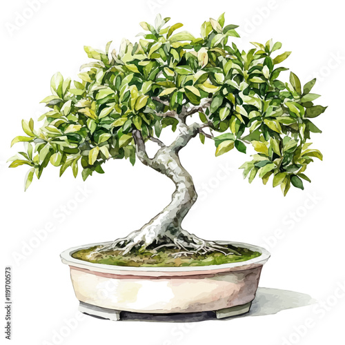 A watercolor of a Chinese fringe tree bonsai, isolated on a white background. Chinese Fringe Tree Bonsai vector.
