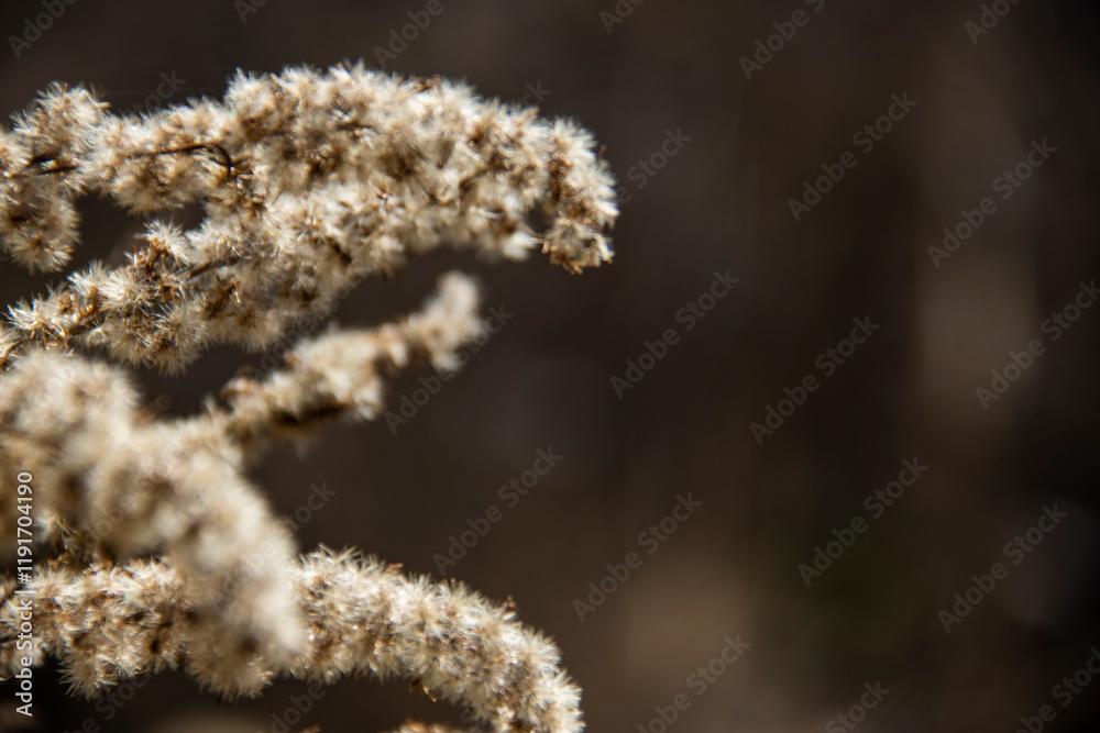 A certain flower, a certain grass, scenery, transparency, background