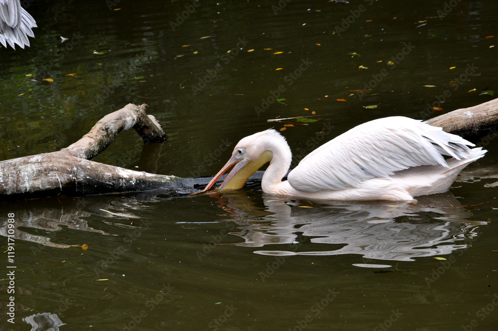 pelicans on the lake