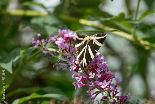 Jersey Tiger Moth (Euplagia quadripunctaria) perched on summer lilac in Zurich, Switzerland photo