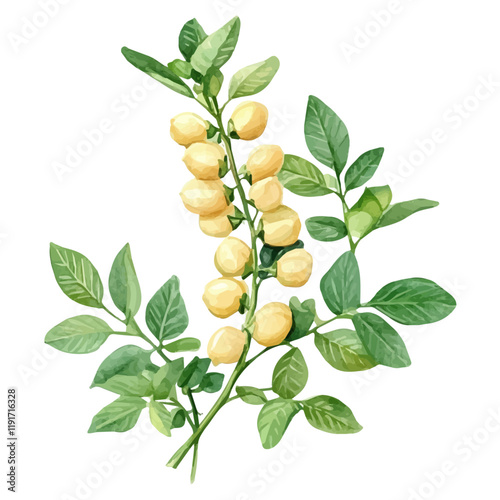 A watercolor painting of a chickpea plant, isolated on a white background. Chickpea Plant vector.
