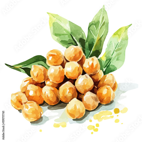 A watercolor painting of chickpeas, isolated on a white background. Chickpeas vector.
