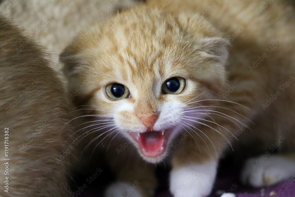 shy white yellow kitten hisses with ears laid back shy white yellow kitten hisses with ears laid back