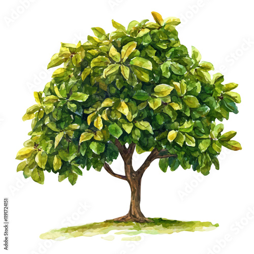 A watercolor painting of a chestnut tree, isolated on a white background. Chestnut Tree vector.
