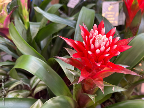 Fotografija A striking bromeliad flower stands out with its vivid red petals surrounded by lush green leaves in a vibrant garden center