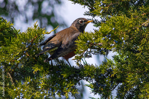 American Robin feeding on juniper berries, Canada.