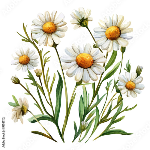 A watercolor drawing of chamomile herb, isolated on a white background. Chamomile Herb vector.
