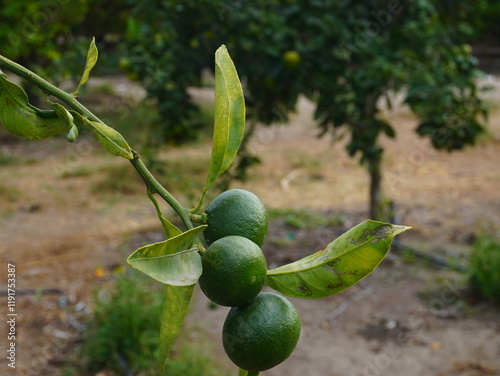 Fresh Green Limes on a Tree Branch in a Rustic Garden photo