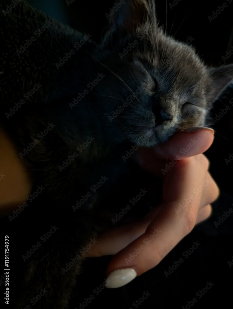 A cute gray kitten peacefully sleeping in a person's hands. A warm and tender moment, perfect for themes about pets and care